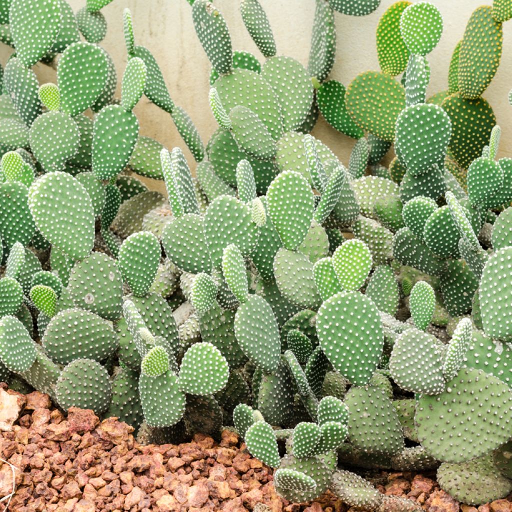 Rusko-opuntia - Opuntia rufida