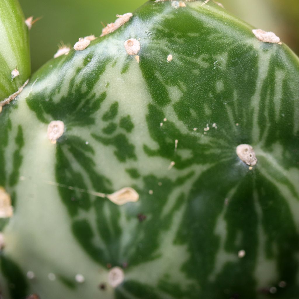 Opuntia jamaicensis Ghost
