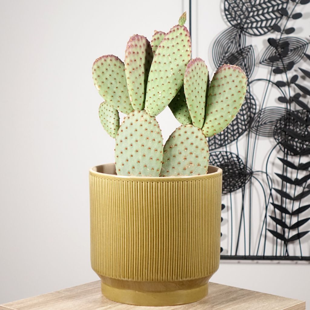 Jänönopuntia - Opuntia microdasys