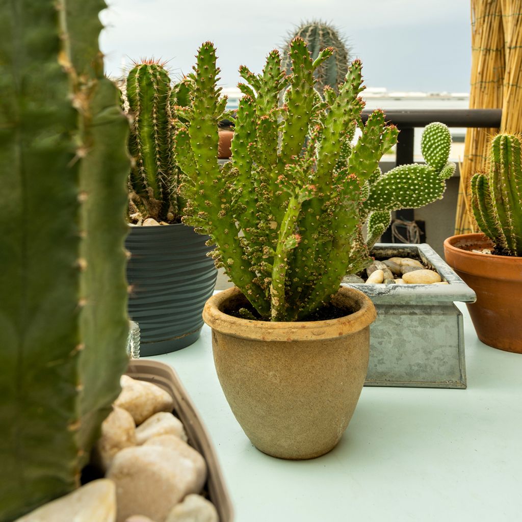 Kiilto-opuntia - Opuntia monacantha