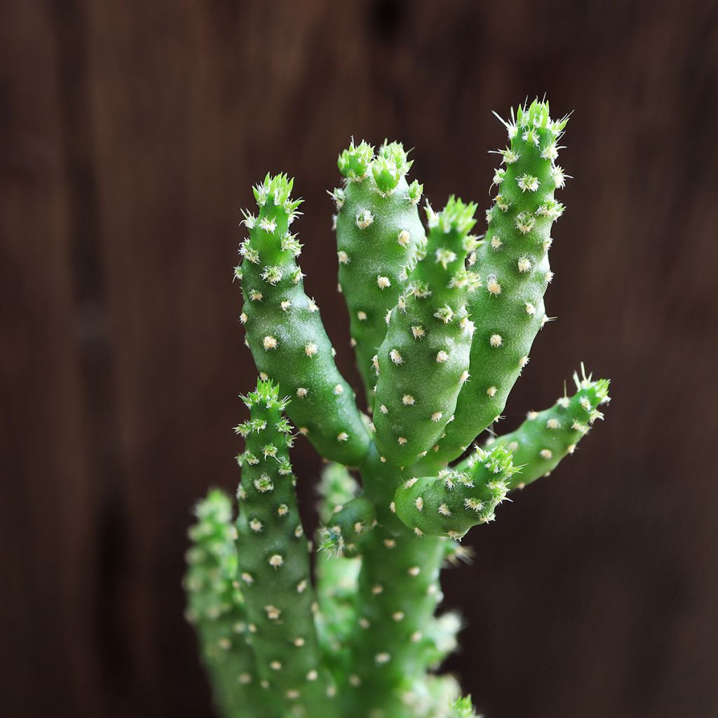Kiilto-opuntia - Opuntia monacantha