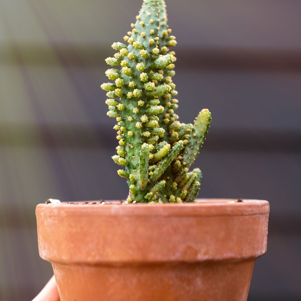 Kiilto-opuntia - Opuntia monacantha