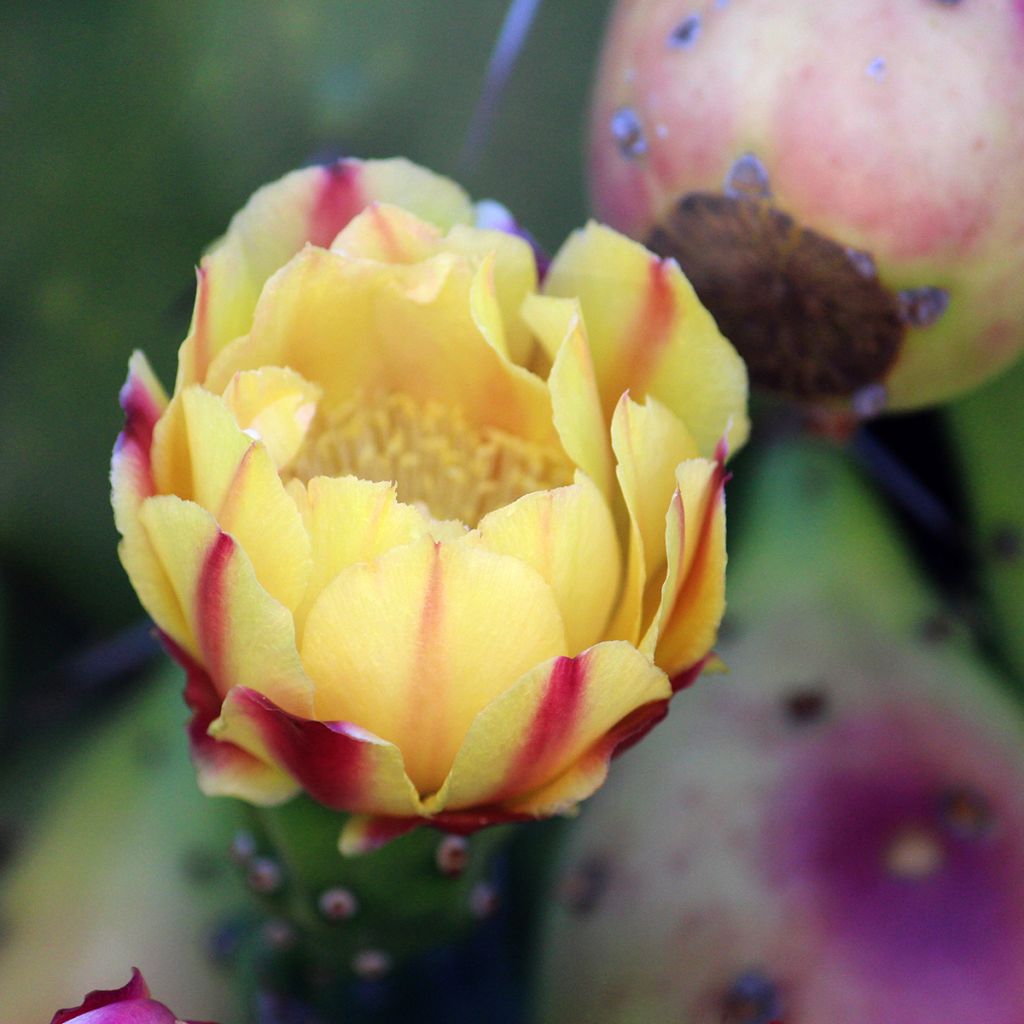 Kiilto-opuntia - Opuntia monacantha