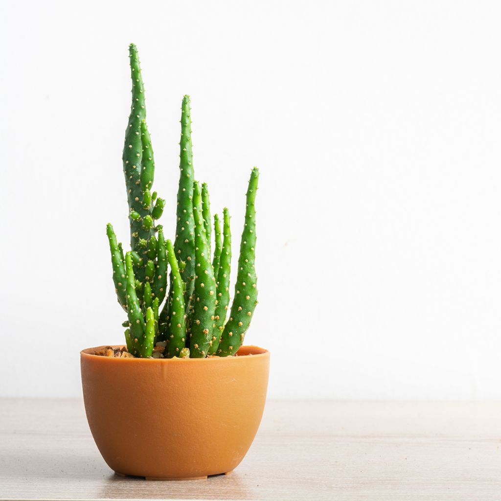 Kiilto-opuntia - Opuntia monacantha