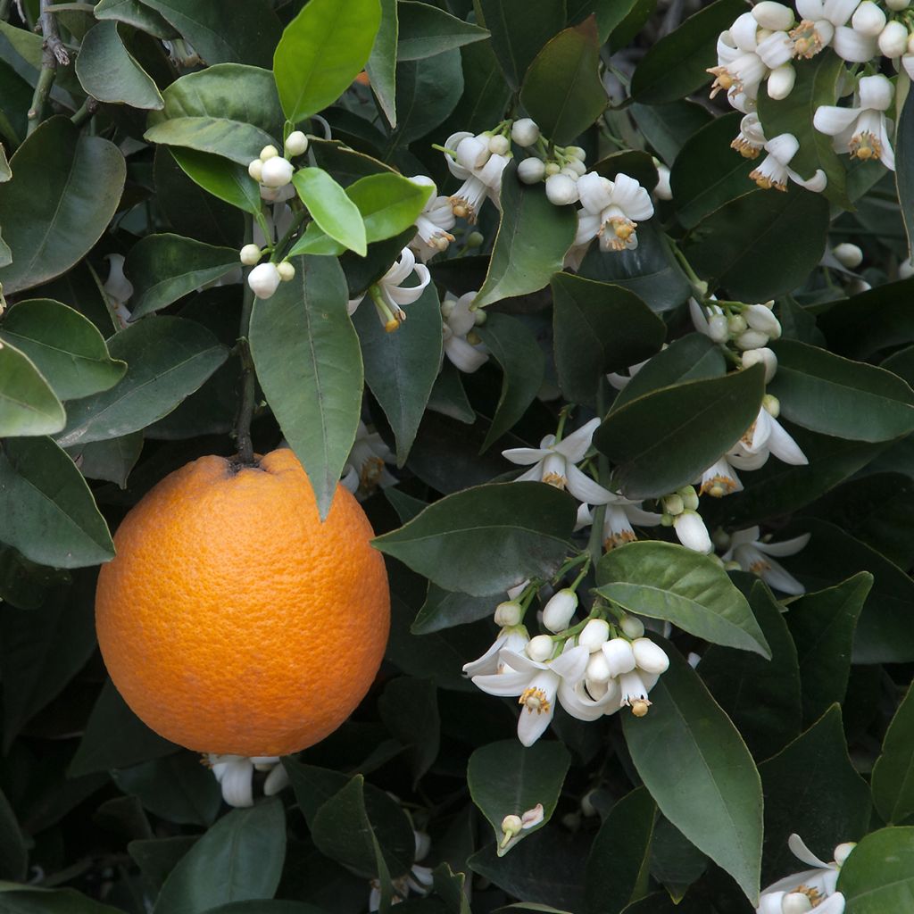 Appelsiini - Citrus sinensis
