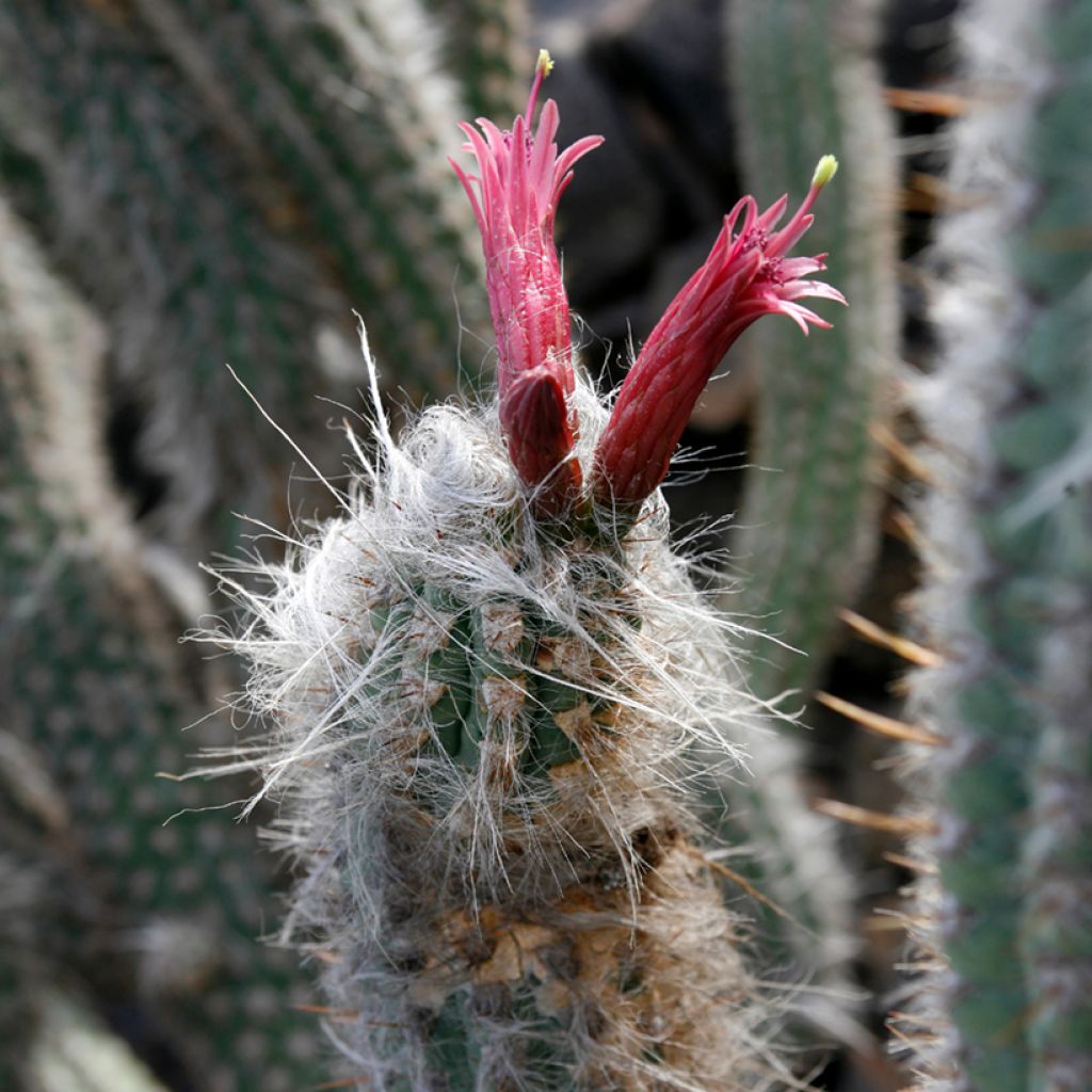 Oreocereus leucotrichus