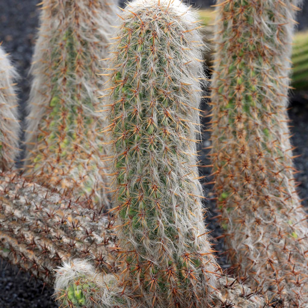 Oreocereus trollii