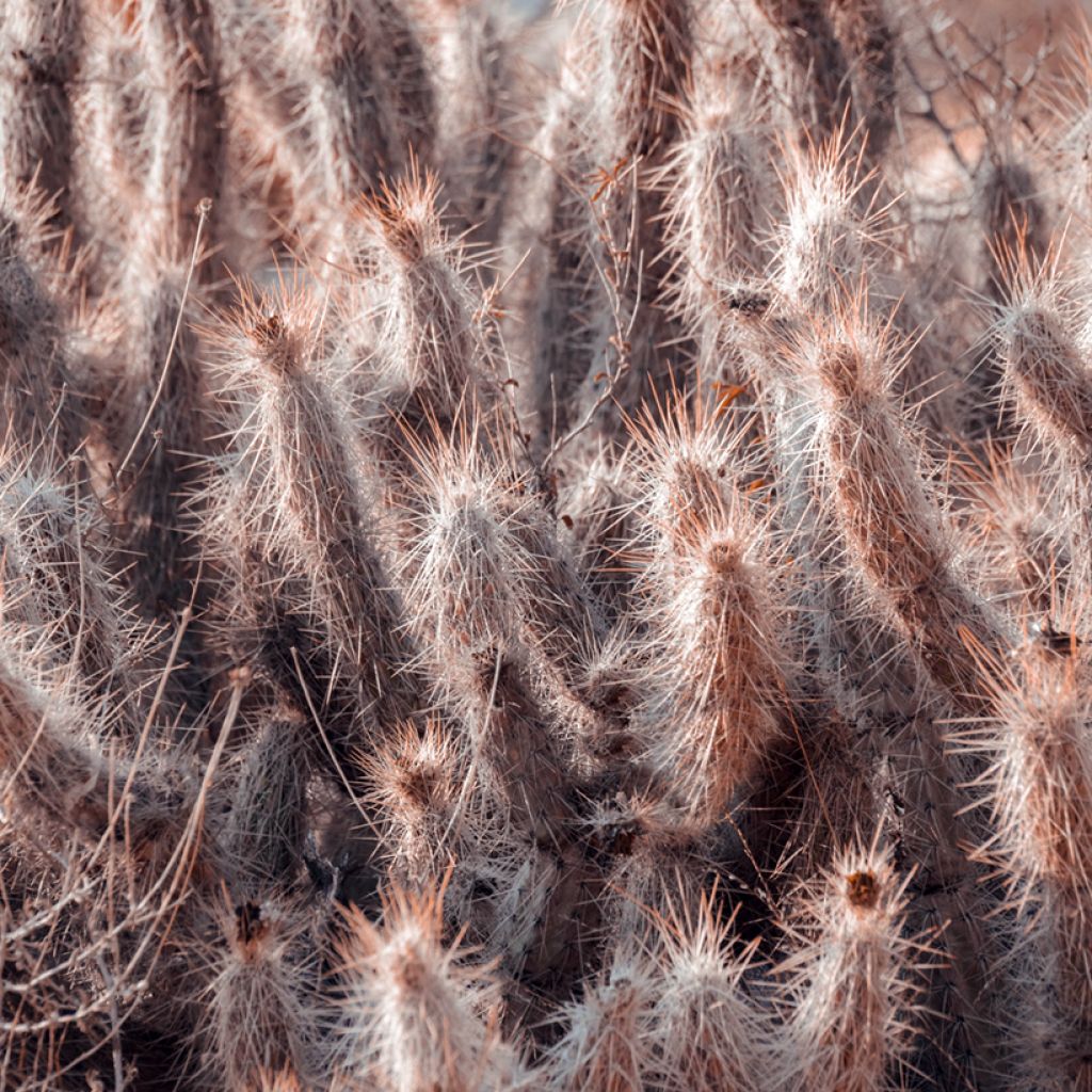 Oreocereus trollii