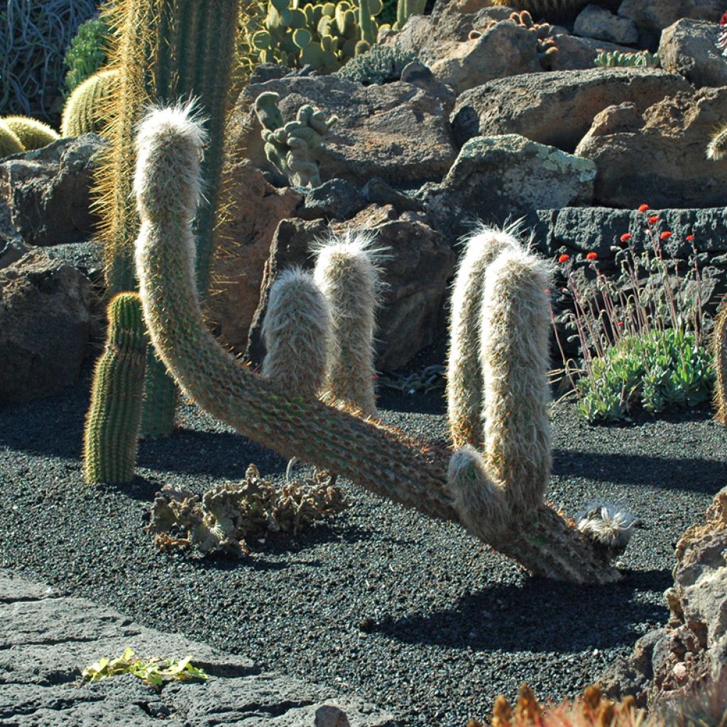 Oreocereus trollii