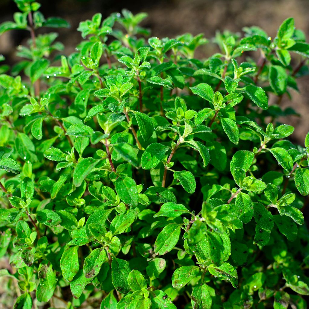 Origanum majorana - Maustemeirami