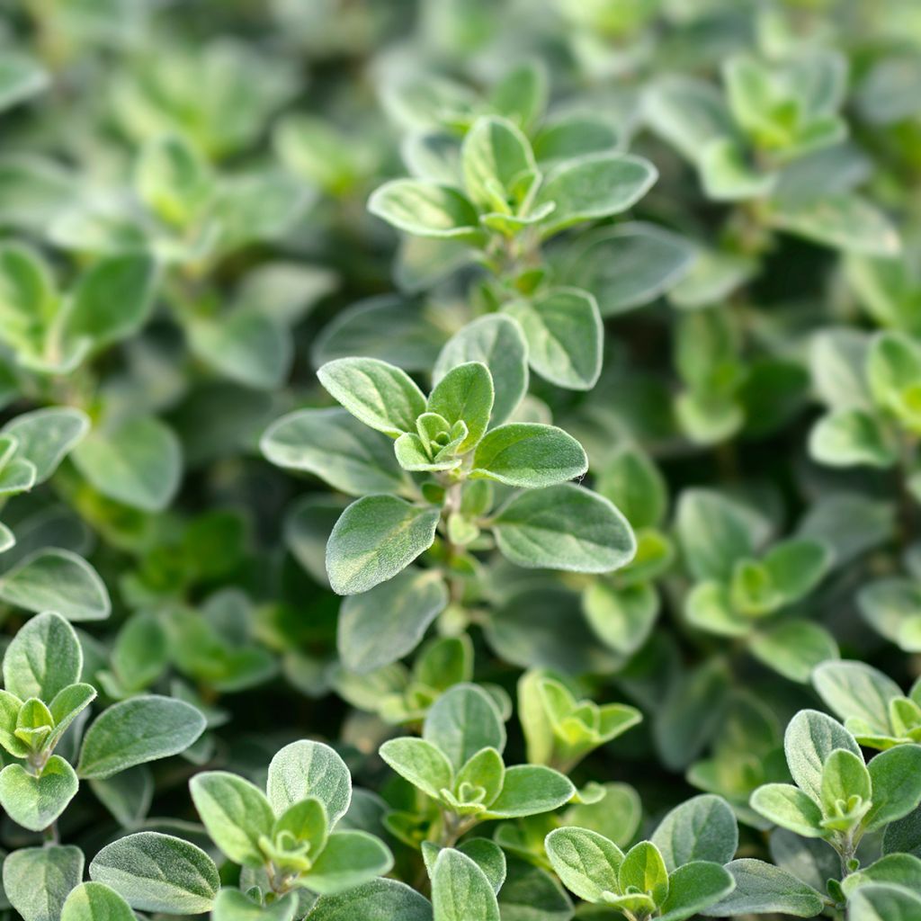 Origanum majorana - Maustemeirami