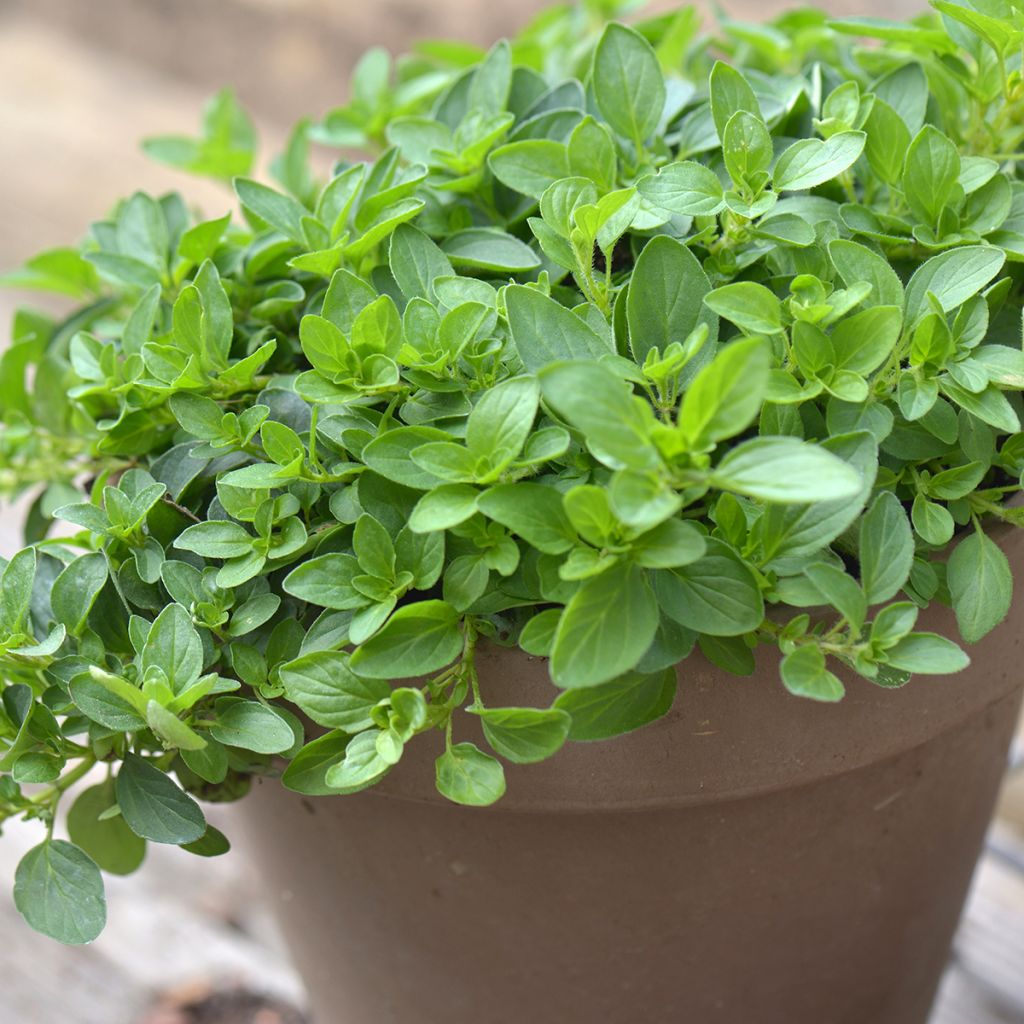 Origanum majorana - Maustemeirami