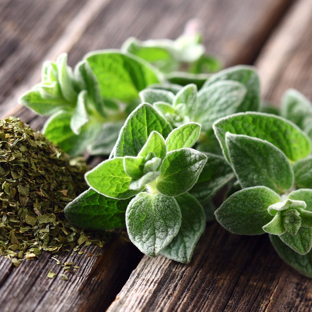 Origanum majorana - Maustemeirami
