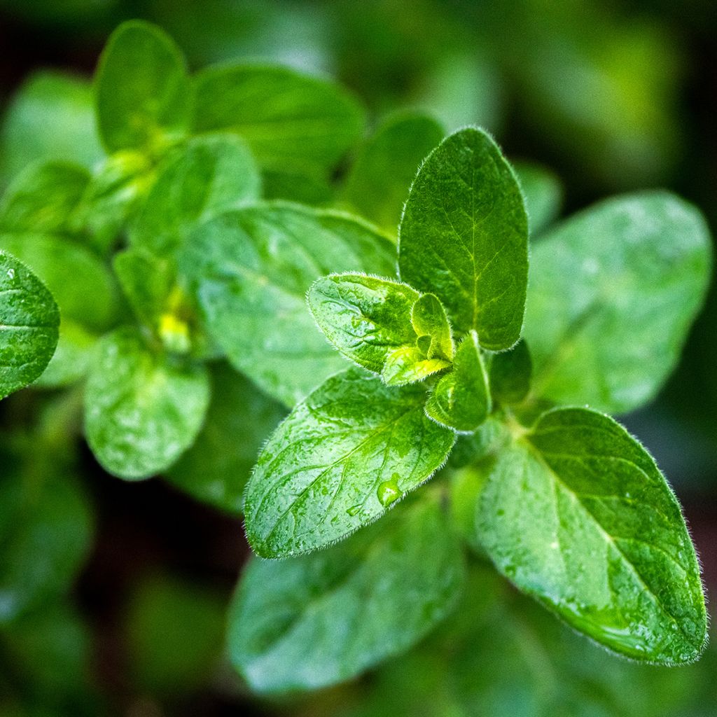 Origanum majorana - Maustemeirami