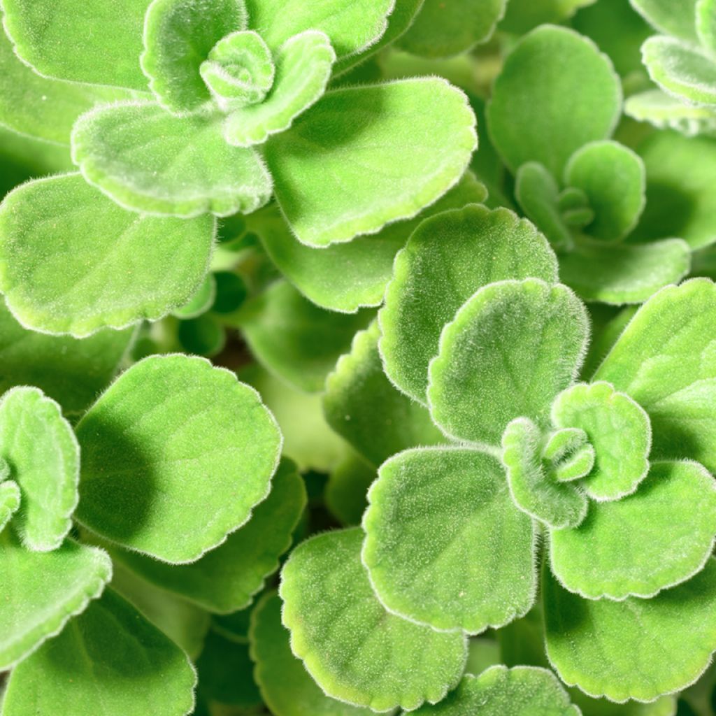 Liisukka - Plectranthus amboinicus