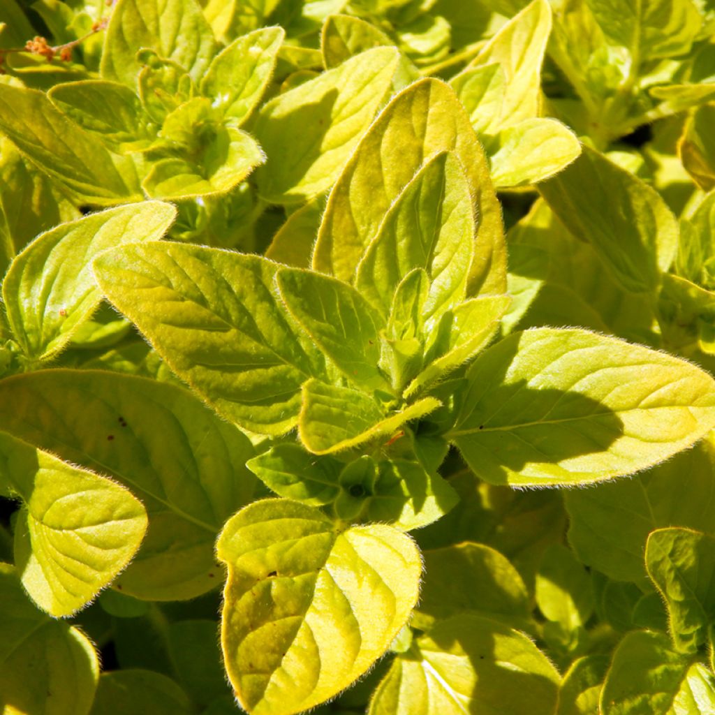 Mäkimeirami Aureum