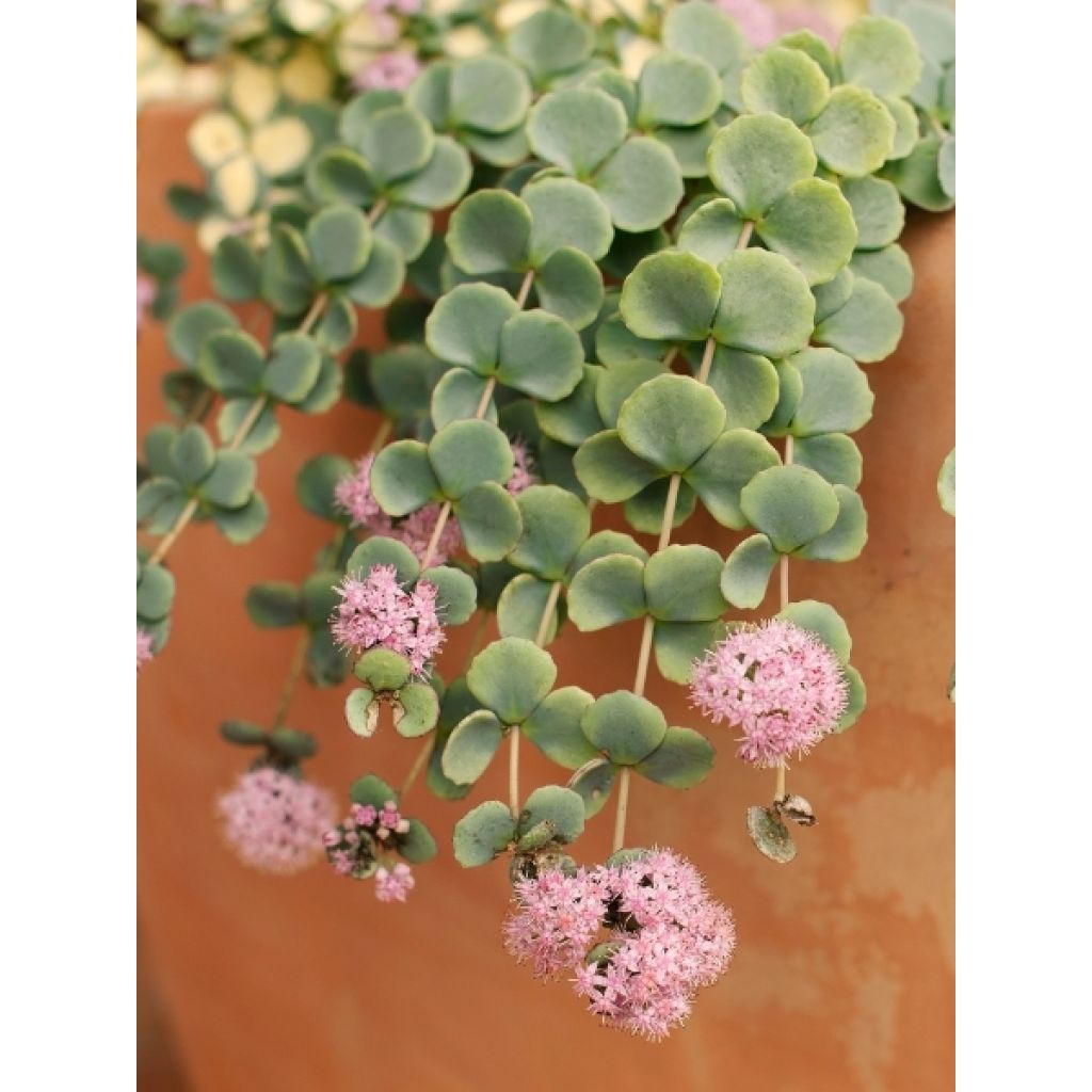 Amppelimaksaruoho sieboldii
