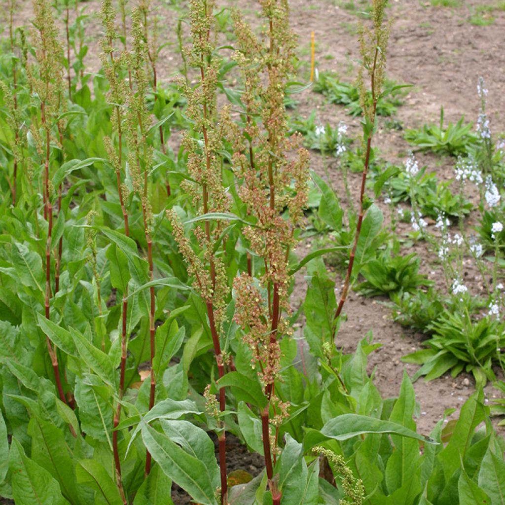 Niittysuolaheinä luomu - Rumex acetosa