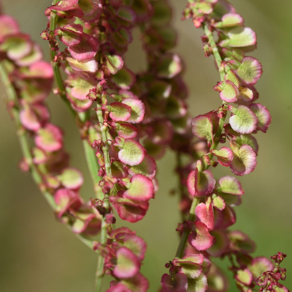 Niittysuolaheinä (siemenet) - Rumex acetosa