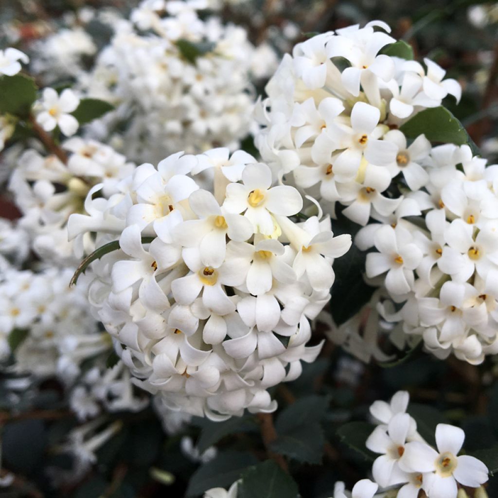 Osmanthus delavayi Perfume of Nature