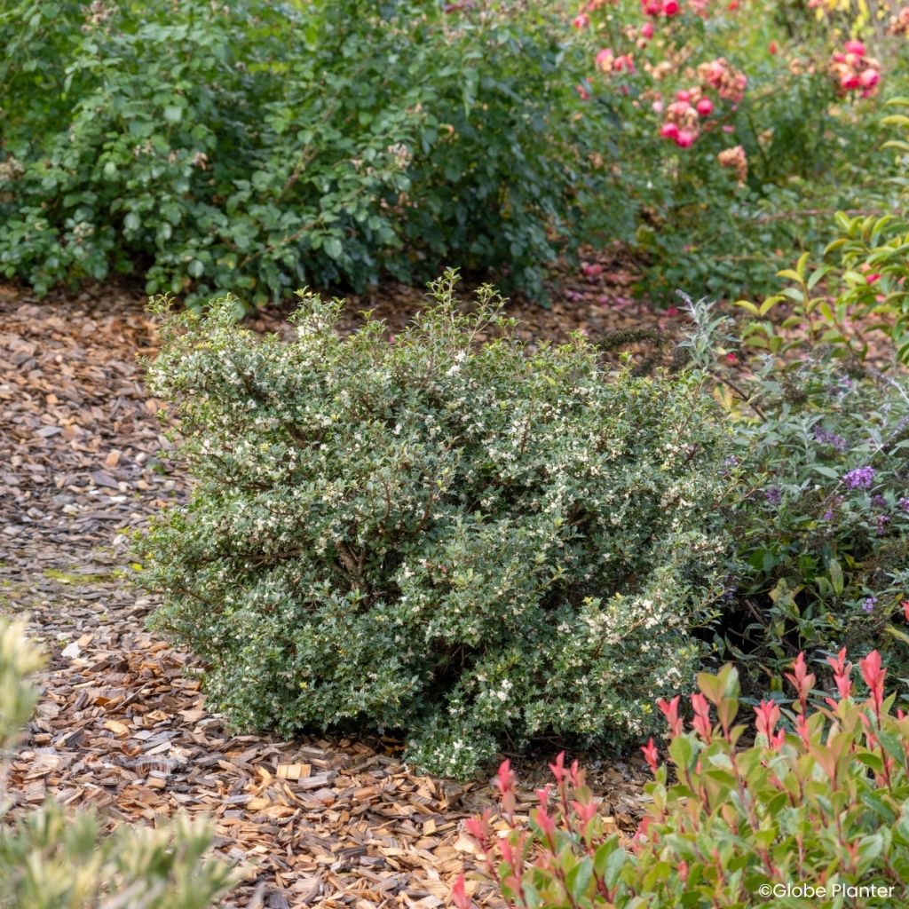 Osmanthus heterophyllus Perfume Party