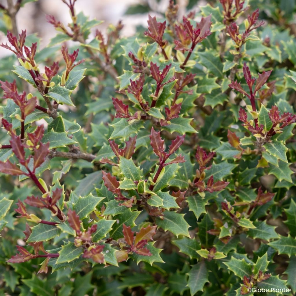 Osmanthus heterophyllus Perfume Party