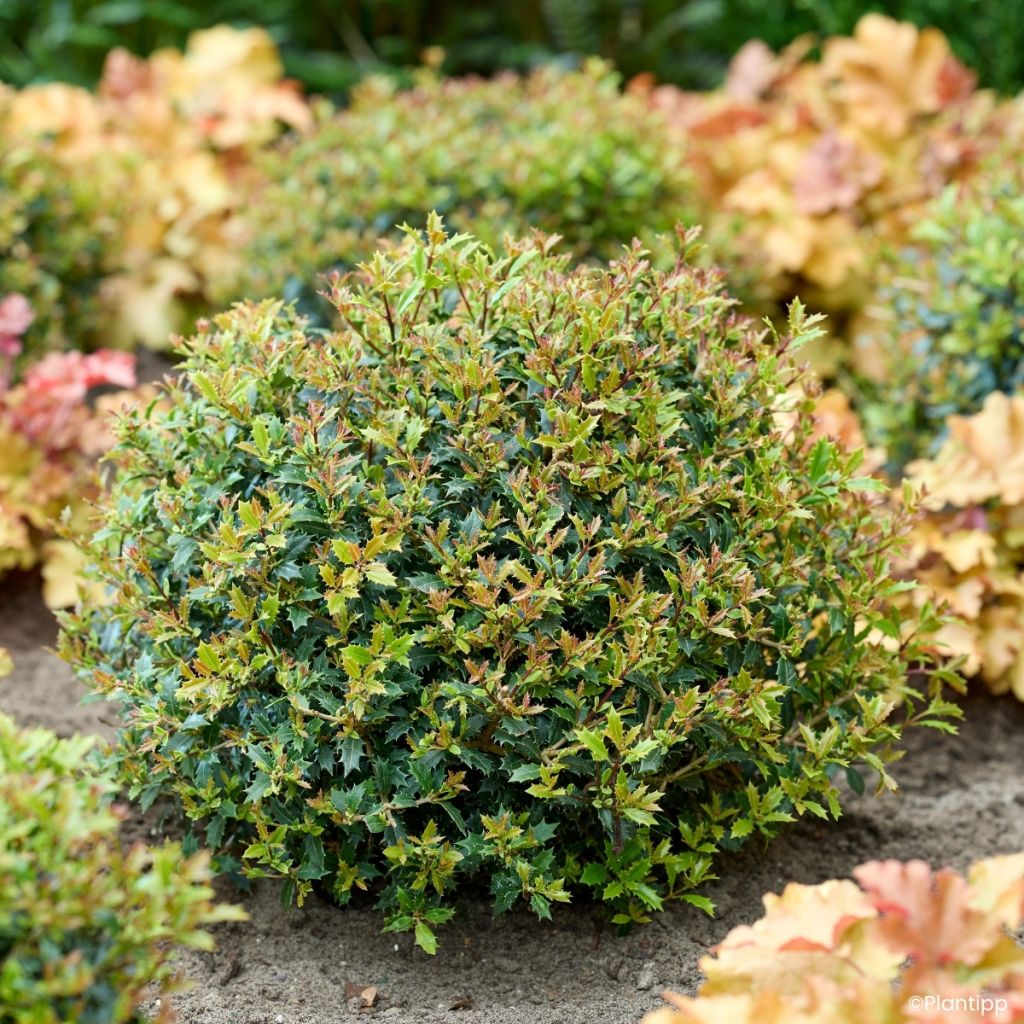 Osmanthus heterophyllus Perfume Party