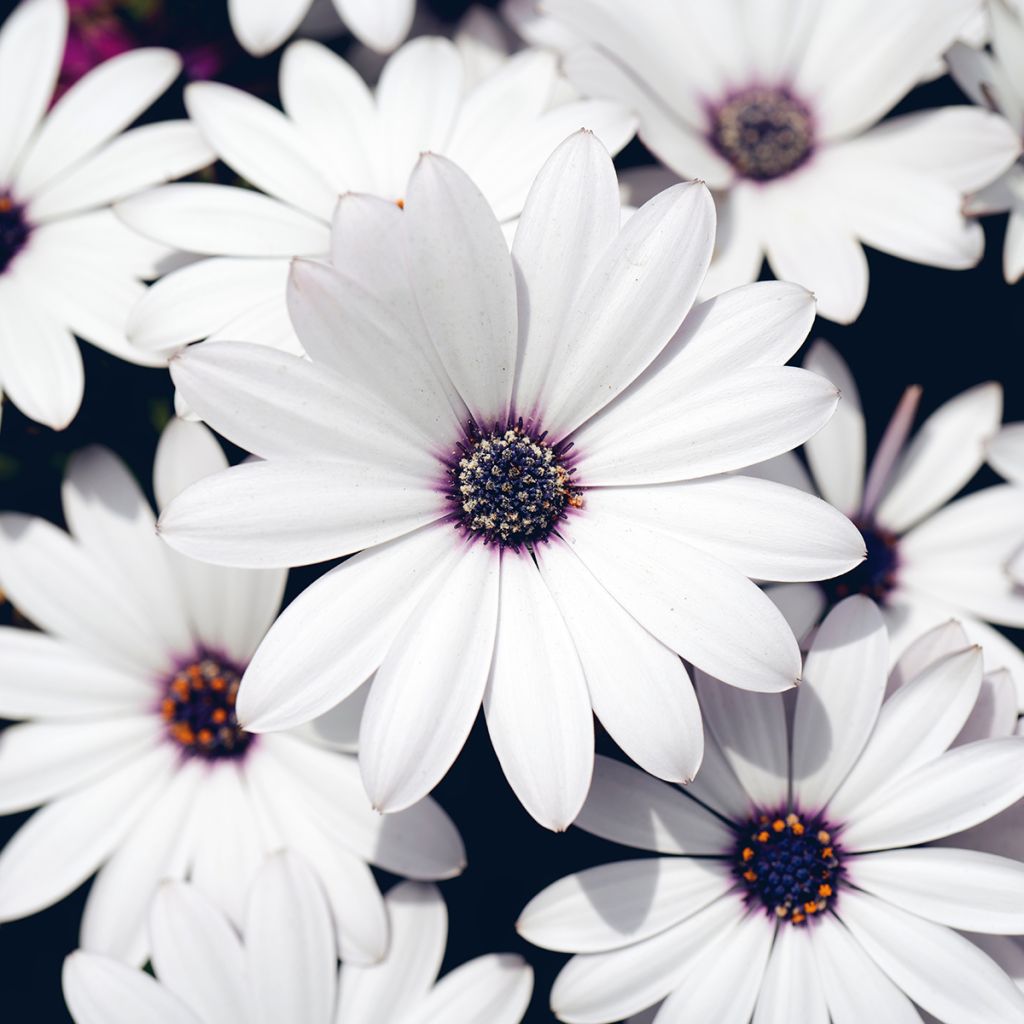 Tähtisilmä Cape Daisy White