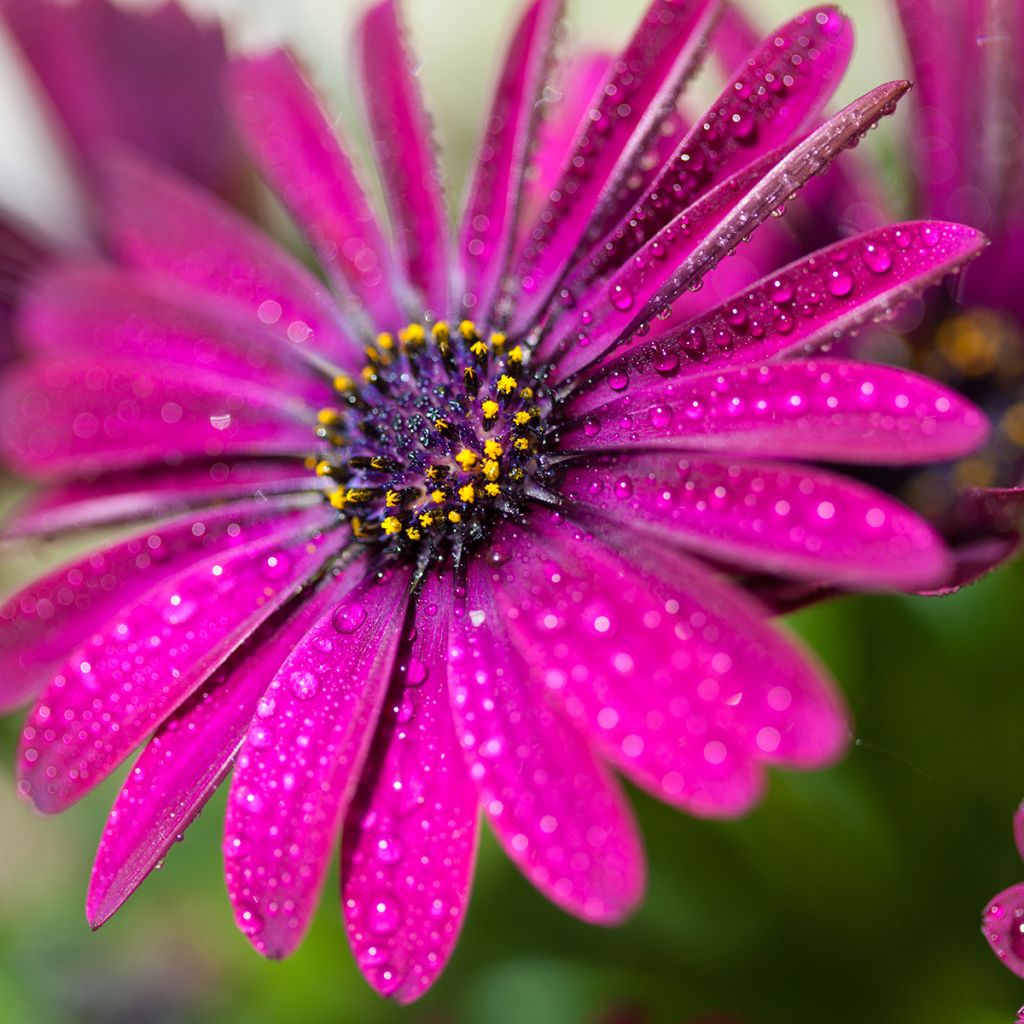 Tähtisilmä Dalina Bright Purple