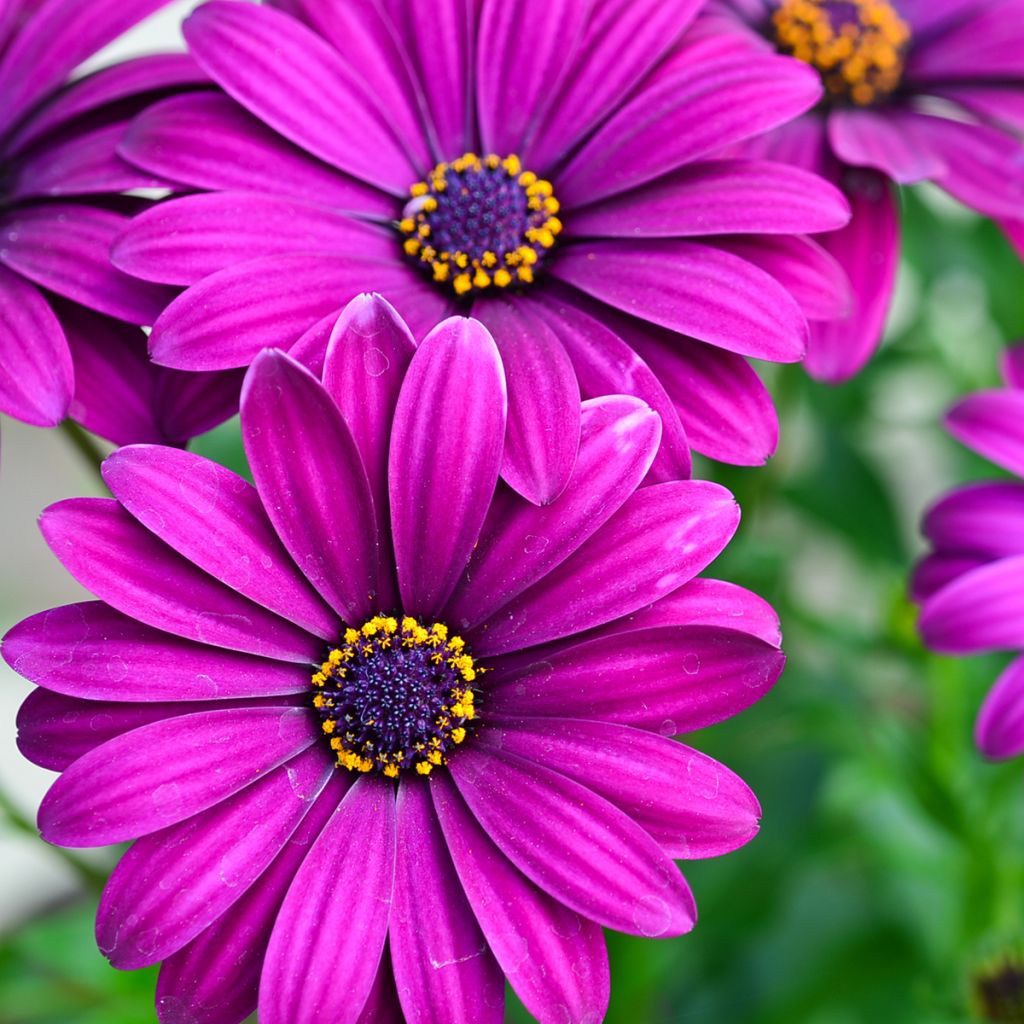 Tähtisilmä Dalina Bright Purple
