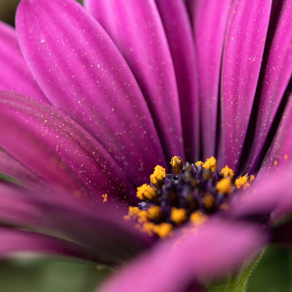 Tähtisilmä Dalina Bright Purple