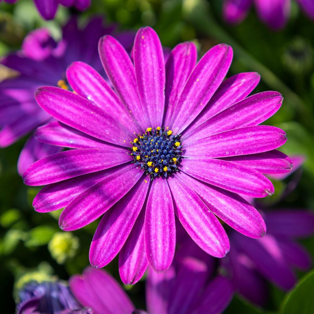 Tähtisilmä Dalina Bright Purple