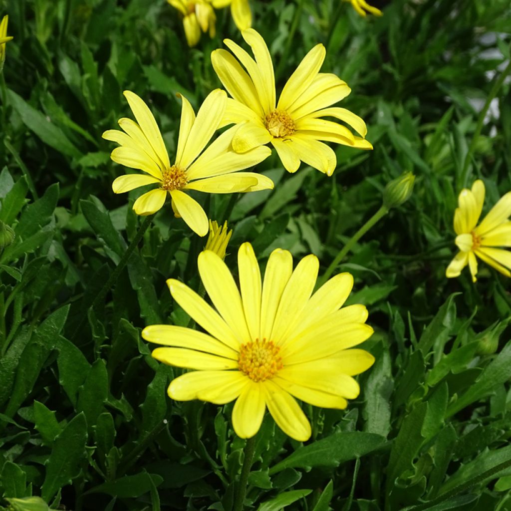 Tähtisilmä Voltage Yellow