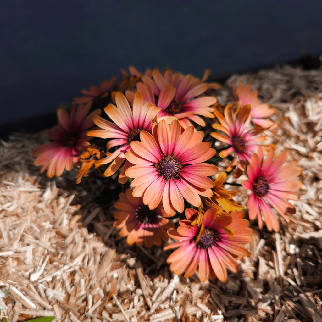 Tähtisilmä Cape Daisy Fireburst