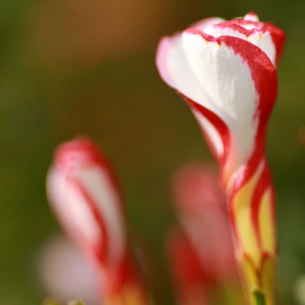 Karamellikäenkaali - Oxalis versicolor