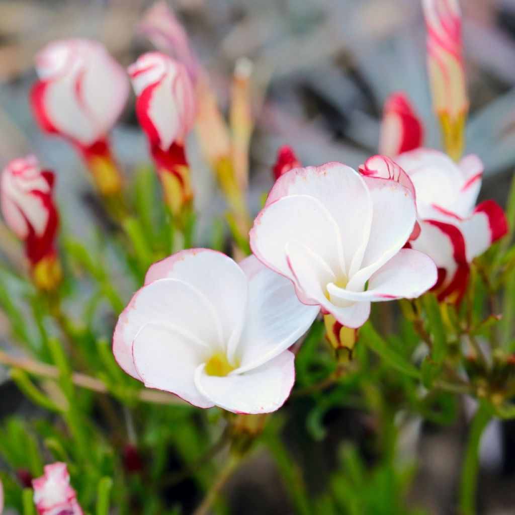 Karamellikäenkaali - Oxalis versicolor