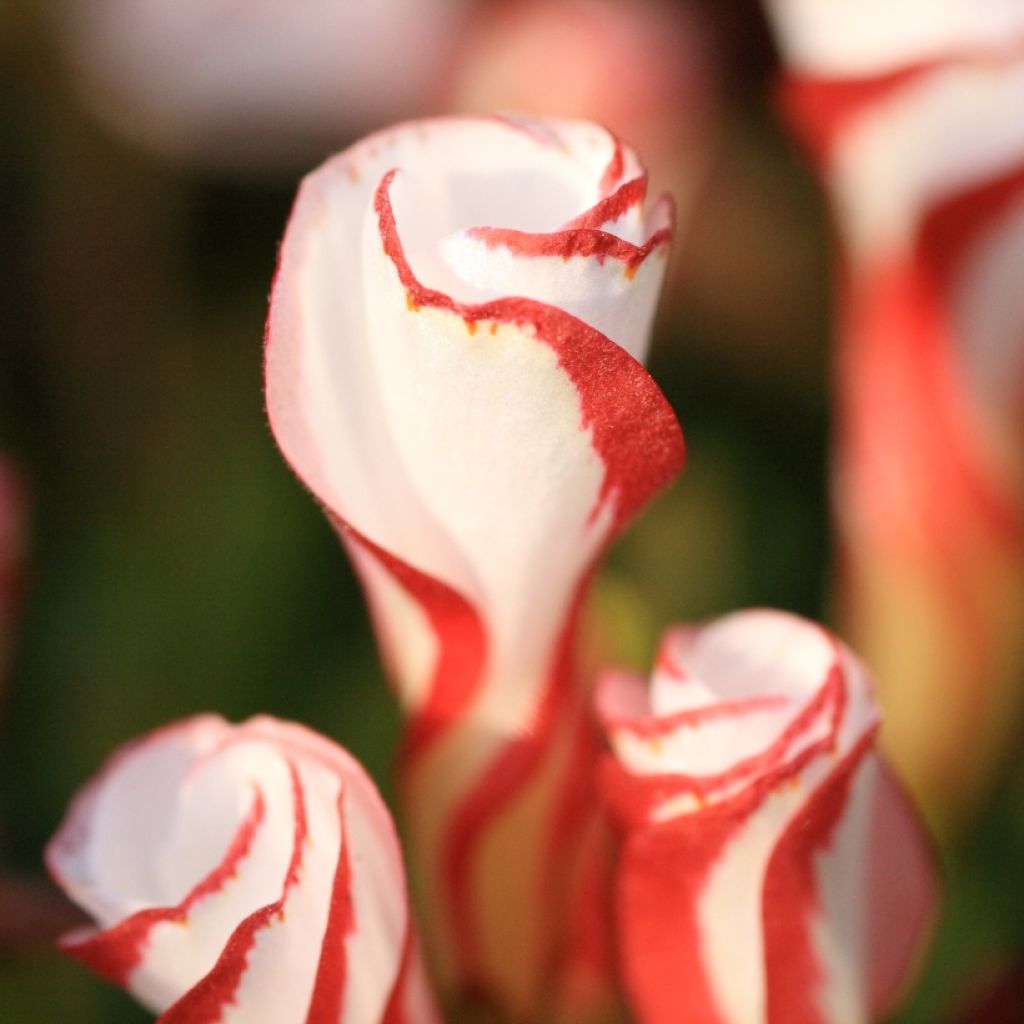 Karamellikäenkaali - Oxalis versicolor