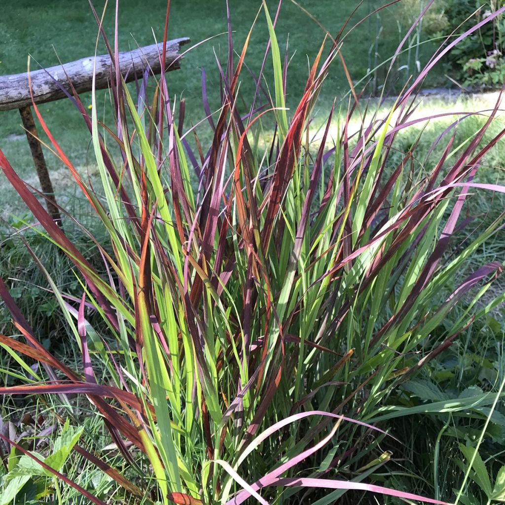 Lännenhirssi Oxblood Autumn