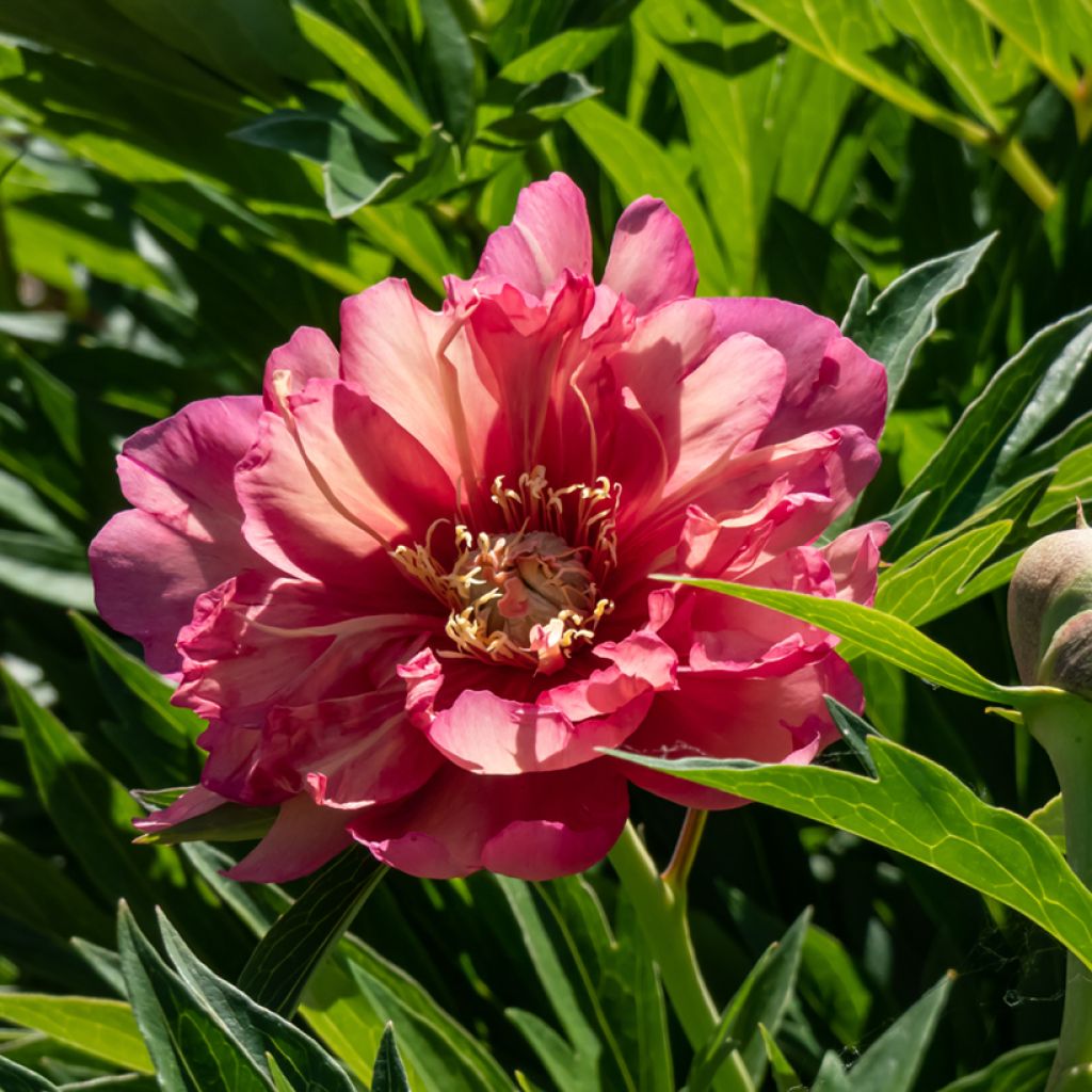 Itoh-pensaspioni Julia Rose