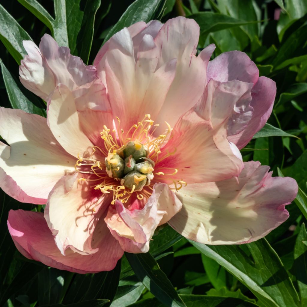 Itoh-pensaspioni Julia Rose