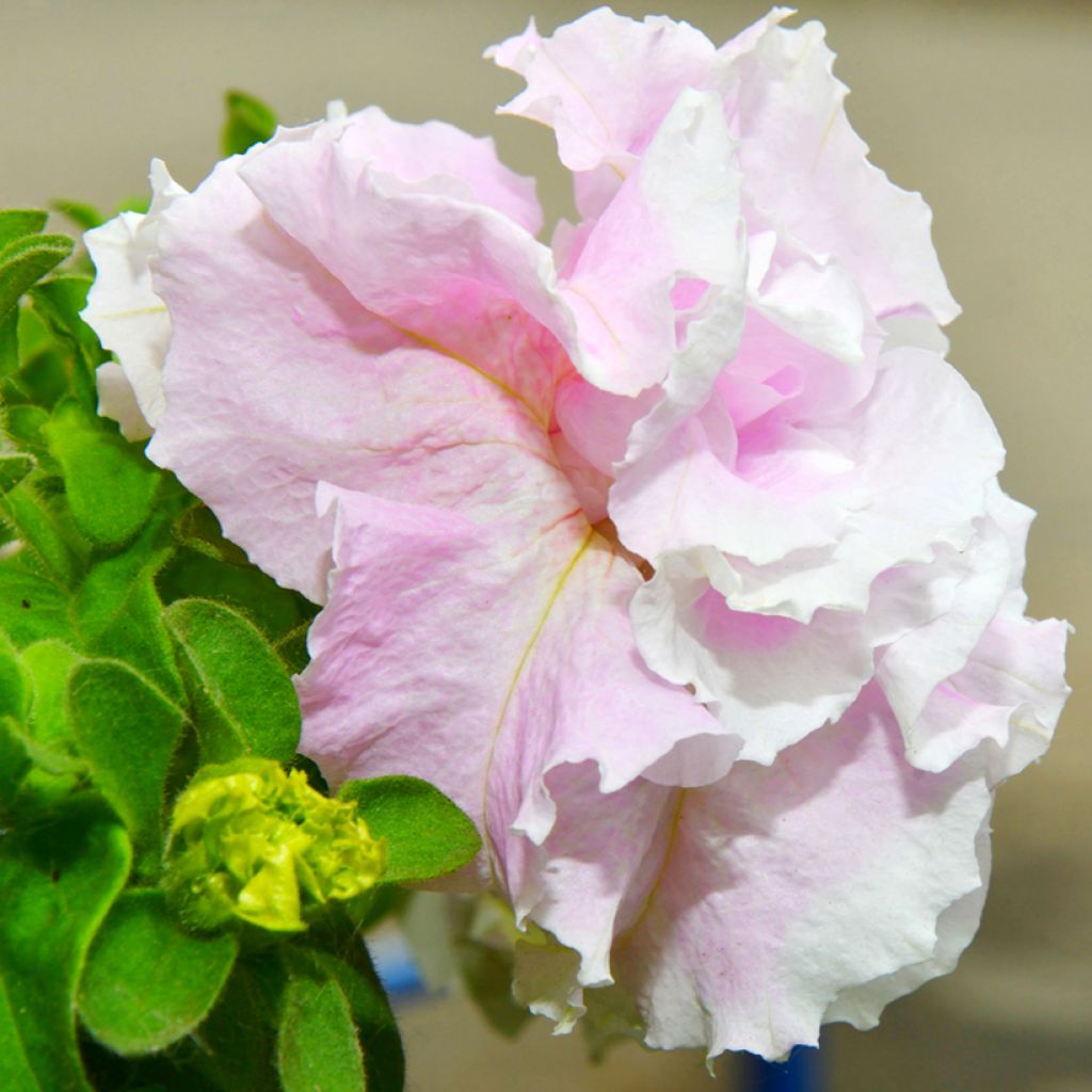 Riippapetunia Cascade Pink Orchid Mist (siemenet)