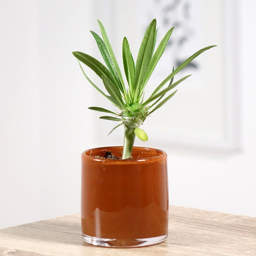 Aavikkopaksujalka - Pachypodium lamerei