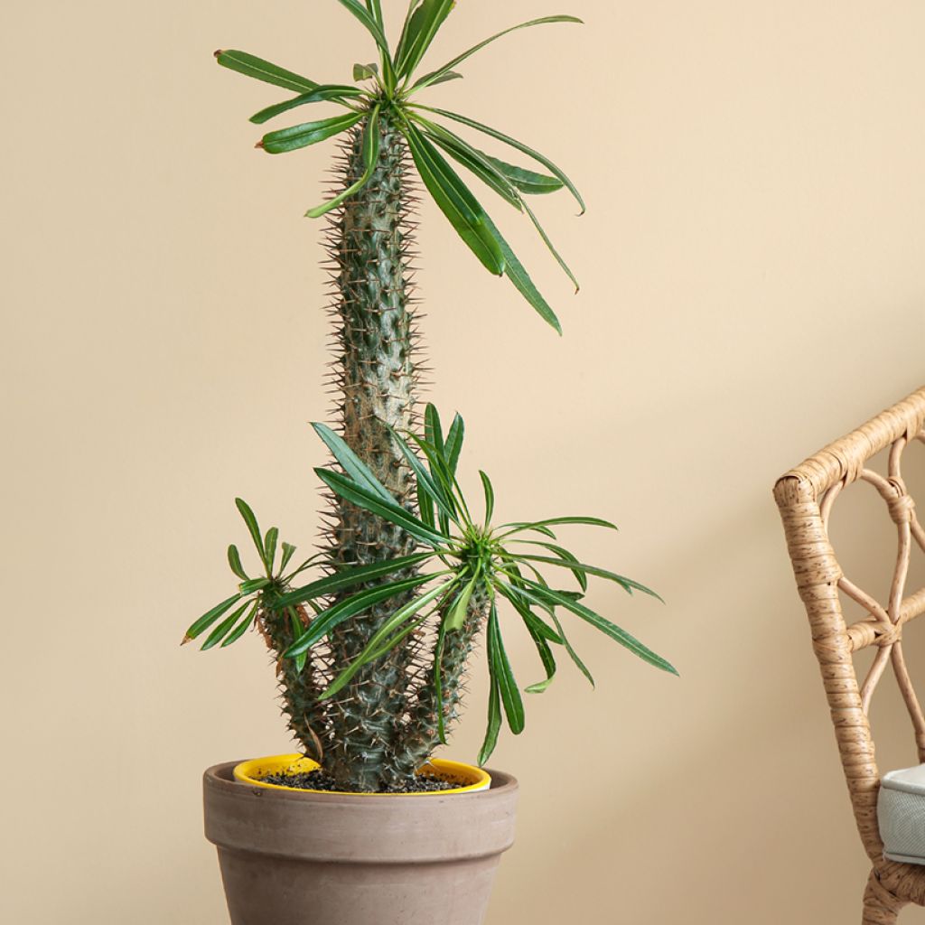 Aavikkopaksujalka - Pachypodium lamerei