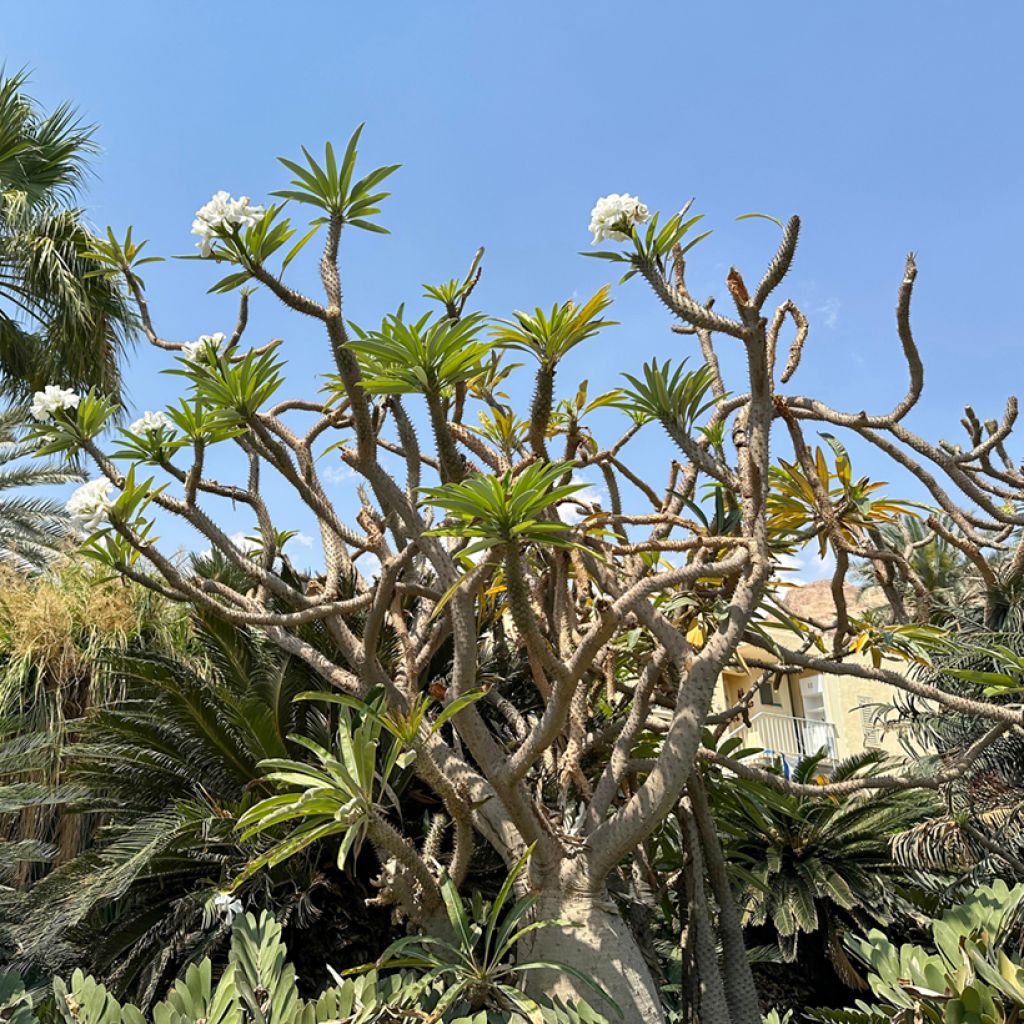 Aavikkopaksujalka - Pachypodium lamerei