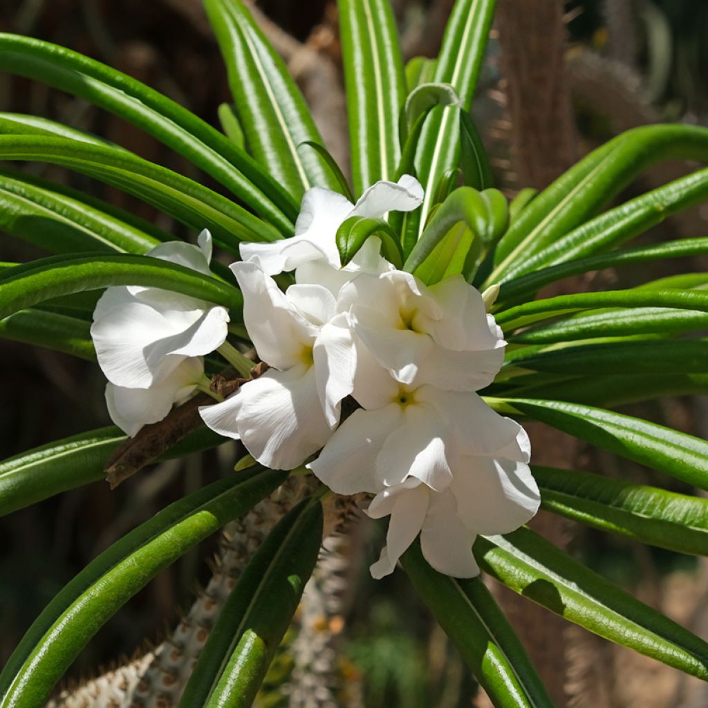 Aavikkopaksujalka - Pachypodium lamerei