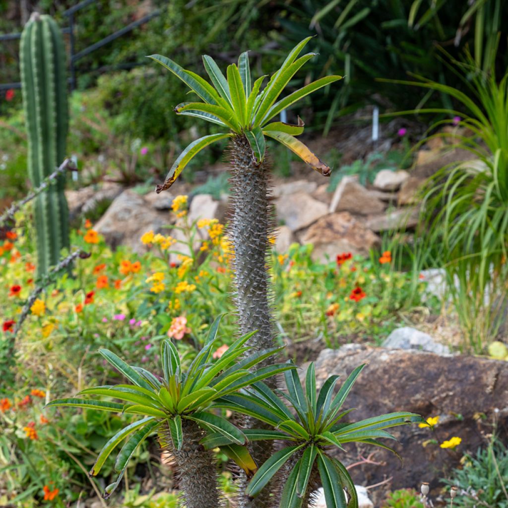 Aavikkopaksujalka - Pachypodium lamerei