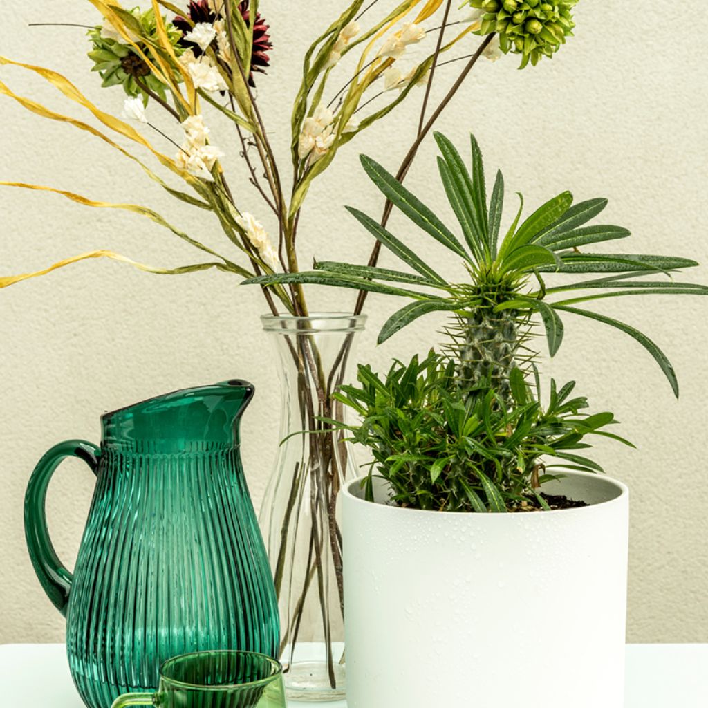 Aavikkopaksujalka - Pachypodium lamerei