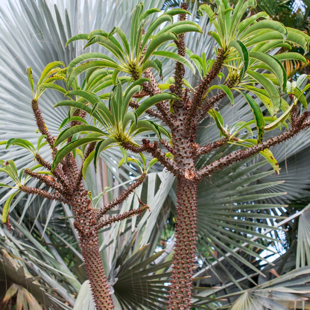 Aavikkopaksujalka - Pachypodium lamerei