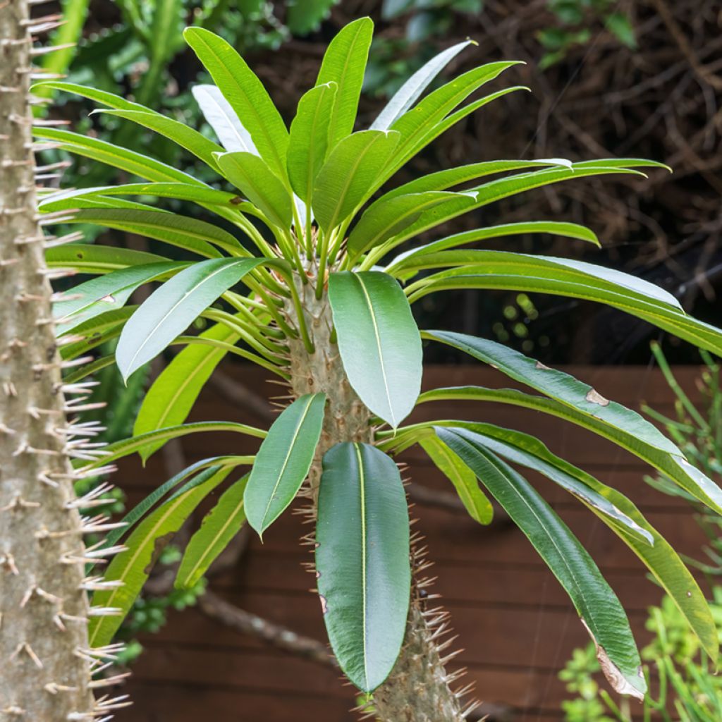 Aavikkopaksujalka - Pachypodium lamerei
