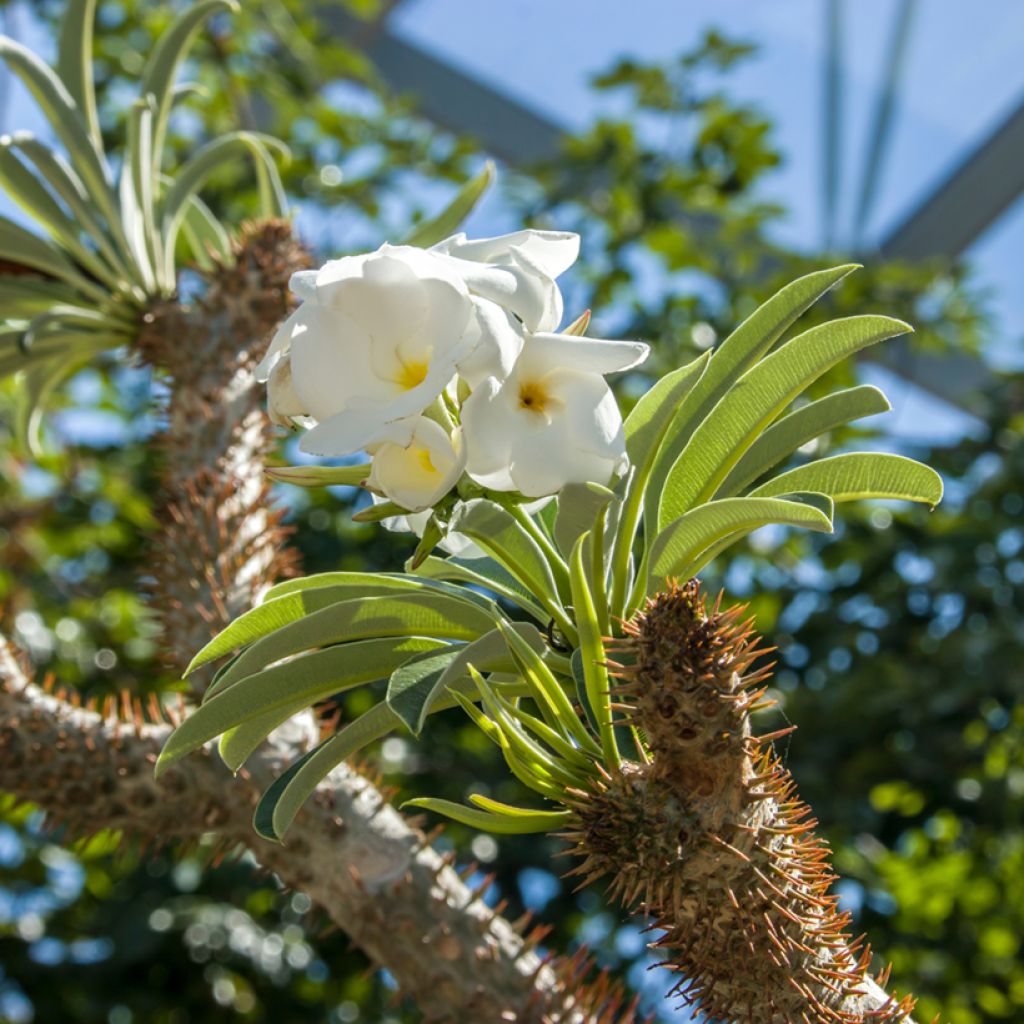 Aavikkopaksujalka - Pachypodium lamerei